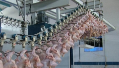 روزانه بیش از ۲۷۰ تن گوشت مرغ در آذربایجان غربی عرضه می شود