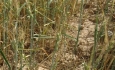مزارع گندم آذربایجان غربی از سطح سبز نسبتا مطلوبی برخورداراست