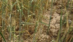 مزارع گندم آذربایجان غربی از سطح سبز نسبتا مطلوبی برخورداراست