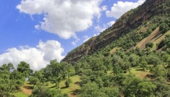 ۱۱هزار هکتار ذخیره گاه جنگلی در آذربایجان غربی شناسایی شد