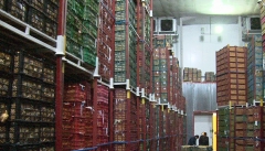 ۸۰ هزار تن سیب در سردخانه‌های آذربایجان‌غربی  در صف صادرات است