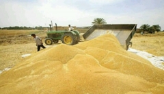 ۶۵ مرکز خرید گندم در آذربایجان غربی دایر شد