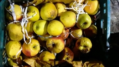 فاسد شدن ۳۵ هزار تن سیب محصول بی‌تدبیری دولت