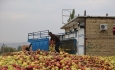 جمع آوری سیب صنعتی در آذربایجان غربی  ساماندهی شود