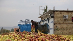 جمع آوری سیب صنعتی در آذربایجان غربی  ساماندهی شود