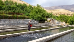 تولید ۱۶ هزارتن آبزی، مقدمه ارزآوری صادراتی آذربایجان‌غربی