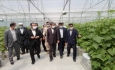۲۰۷ واحد گلخانه ای در آذربایجان غربی فعالیت می کند