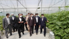 ۲۰۷ واحد گلخانه ای در آذربایجان غربی فعالیت می کند