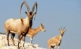 با شکارچیان صید و زنده‌گیری گونه‌های با ارزش حیات وحش آذربایجان‌غربی برخورد می‌شود