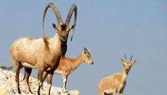 با شکارچیان صید و زنده‌گیری گونه‌های با ارزش حیات وحش آذربایجان‌غربی برخورد می‌شود