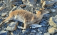 با شکارچیان حیات وحش آذربایجان‌غربی برخورد  جدی می‌شود