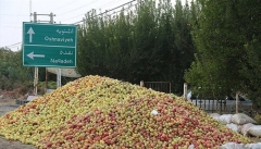 رونق بازار سیب و کوتاه کردن دست دلالان  خواسته کشاورزان از دولت سیزدهم