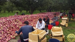 ۲۸ درصد سیب تولیدی آذربایجان‌غربی به سیب زیردرختی تبدیل شده است