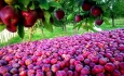 کارخانه‌های آذربایجان‌غربی از خرید سیب صنعتی  امتناع می‌کنند