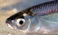 پیش بینی صید ۶۷۰۰ تن ماهی از منابع آبی آذربایجان غربی