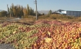 ۸۵۰ هزارتن سیب آذربایجان غربی چشم انتظار صادرات