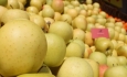 وضعیت سیب‌های صنعتی آذربایجان‌غربی  تعیین تکلیف شود