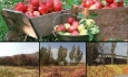 قطب سیب ایران در برزخ تصمیم‌گیری مسئولان