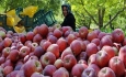 آمارهای اعلامی از صادرات سیب آذربایجان غربی واقعی نیست