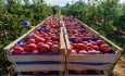 ضعیف بودن رایزنی با کشورهای همسایه از موانع  صادرات سیب است