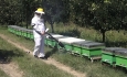 استفاده از آفت کُش‌ها و تلفات ۶۰ درصدی در زنبورستان‌های آذربایجان غربی