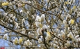 شکوفه‌های بیدمشک و رونق دوباره مشاغل خانگی در ارومیه