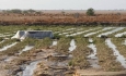 ۴ هزار میلیارد ریال به بخش کشاورزی آذربایجان‌غربی خسارت وارد شد