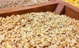 امسال ۵۴۲هزار تن گندم از مزارع آذربایجان غربی برداشت می شود