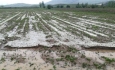خسارت ۴۳ میلیارد ریالی بلایای طبیعی به اراضی و باغات کشاورزی آذربایجان غربی