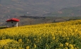 نخستین مزرعه  گردشگری استان  در نقده  راه اندازی می شود