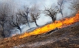 تغییرات اقلیمی و دخالت‌های انسانی عامل  افزایش آتش‌سوزی در جنگل‌ها