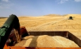 خرید گندم از کشاورزان آذربایجان غربی ۳۷ درصد افزایش یافت