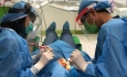آذربایجان غربی با کمبود جراح متخصص مواجه است