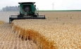 امسال ۴۱۰ هزار تُن گندم در آذربایجان‌غربی خریداری شده است