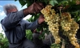 تولید ۳۰ رقم انگور در آذربایجان غربی