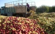 بازار داغ دلالان سیب صنعتی در آذربایجان غربی
