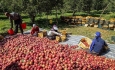 وضعیت نامشخص بازار سیب آذربایجان غربی با وجود وعده‌های مسئولان