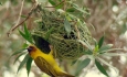 پرنده‌نگری، فرصتی برای آشتی با تالاب‌ها