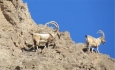 سرشماری پستانداران حیات وحش در مناطق کوهستانی سردشت انجام شد