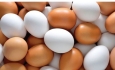 سالانه ۹۰ هزار تُن تخم مرغ در آذربایجان غربی مصرف می‌شود