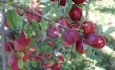 صادرات سیب آذربایجان غربی کاهش یافت