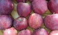 نزدیک به ۴۰۰ هزار تن سیب در سردخانه های آذربایجان غربی انبار است