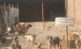 پناهگاه حیوانات بی‌پناه شهرداری ارومیه، بزرگ ترین و مجهزترین  پناهگاه موجود در شمالغرب کشور