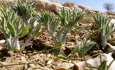 آذربایجان‌غربی رویشگاه ۱۵۰۰ گونه گیاهی
