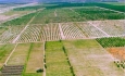 افزون بر ۱۴۸ هزار هکتار اراضی کشاورزی آذربایجان غربی رفع تداخل شد