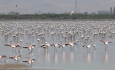 حضور بیش از ۳۰ هزار فلامینگو در تالاب‌های اقماری دریاچه ارومیه