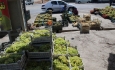 ضرورت تسریع در ساماندهی  مراکز خرید میوه در آذربایجان غربی