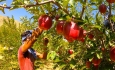تسهیل مسیر صادراتی، نیاز اساسی سیب آذربایجان‌غربی