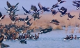 آذربایجان‌غربی سالانه میزبان بیش از ۲۰۰ گونه پرنده مهاجر است