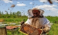 افزون بر ۳۰ هزار تن عسل در آذربایجان غربی تولید شد
